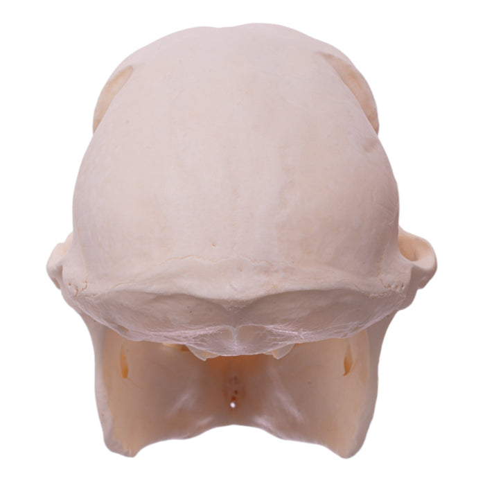 Real Chacma Baboon Skull - Female (Pathology)