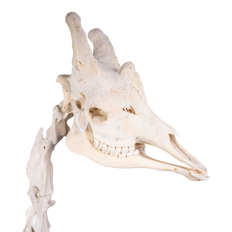 Real Southern Giraffe Skull and Neck Vertebrae on Stand