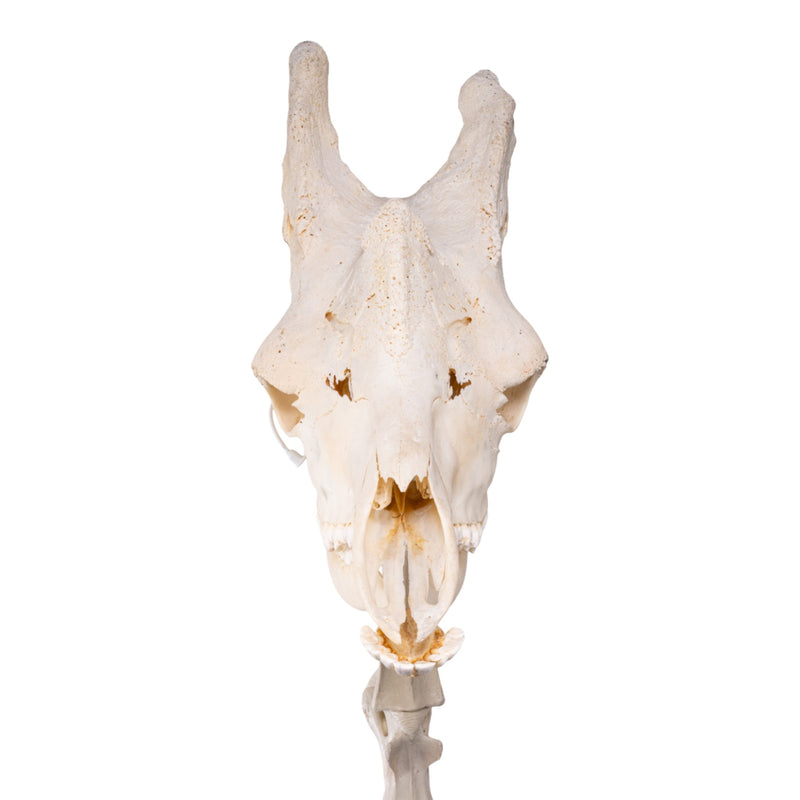Real Southern Giraffe Skull and Neck Vertebrae on Stand