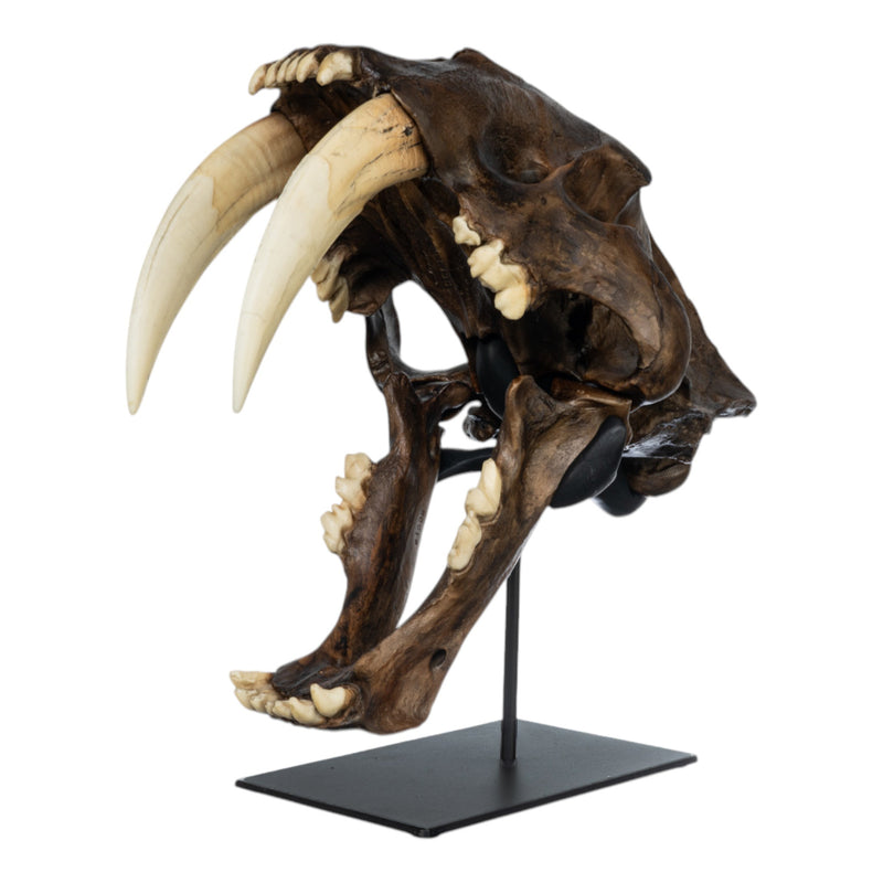 Replica Sabertooth Cat Skull