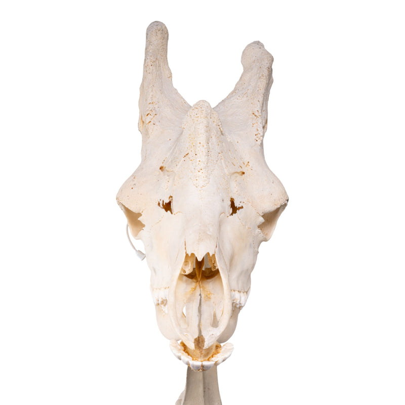 Real Southern Giraffe Skull and Neck Vertebrae on Stand