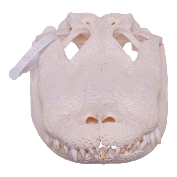 Real American Alligator Skull (15 in.)
