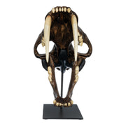 Replica Sabertooth Cat Skull