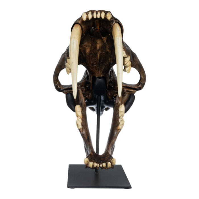 Replica Sabertooth Cat Skull