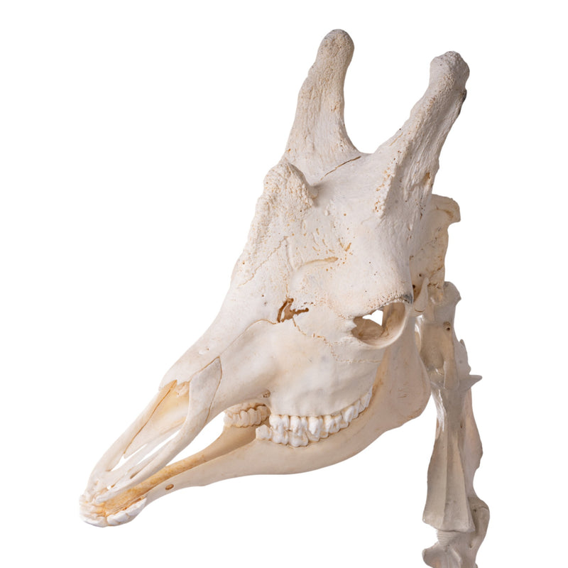 Real Southern Giraffe Skull and Neck Vertebrae on Stand