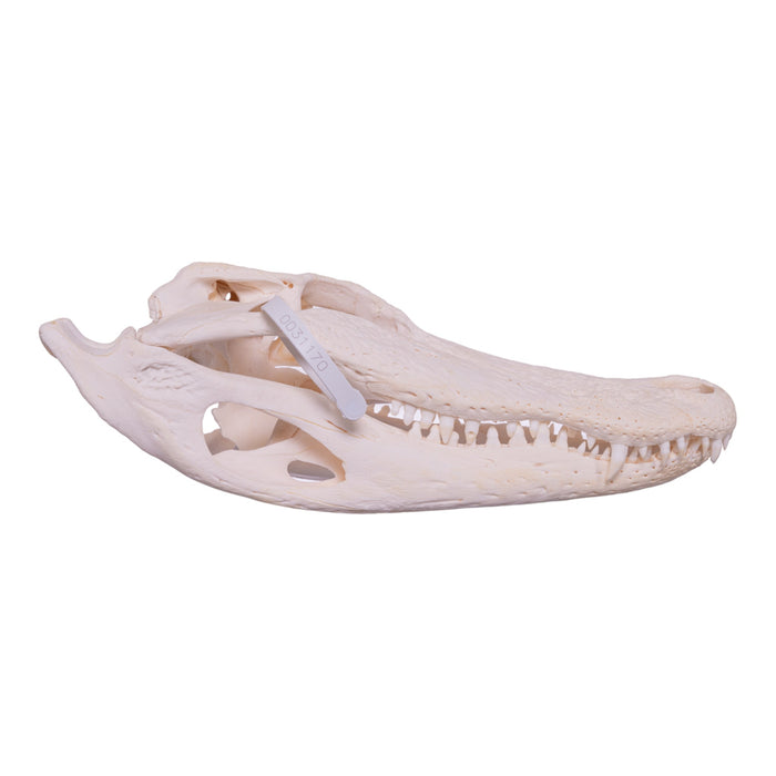Real American Alligator Skull (15 in.)