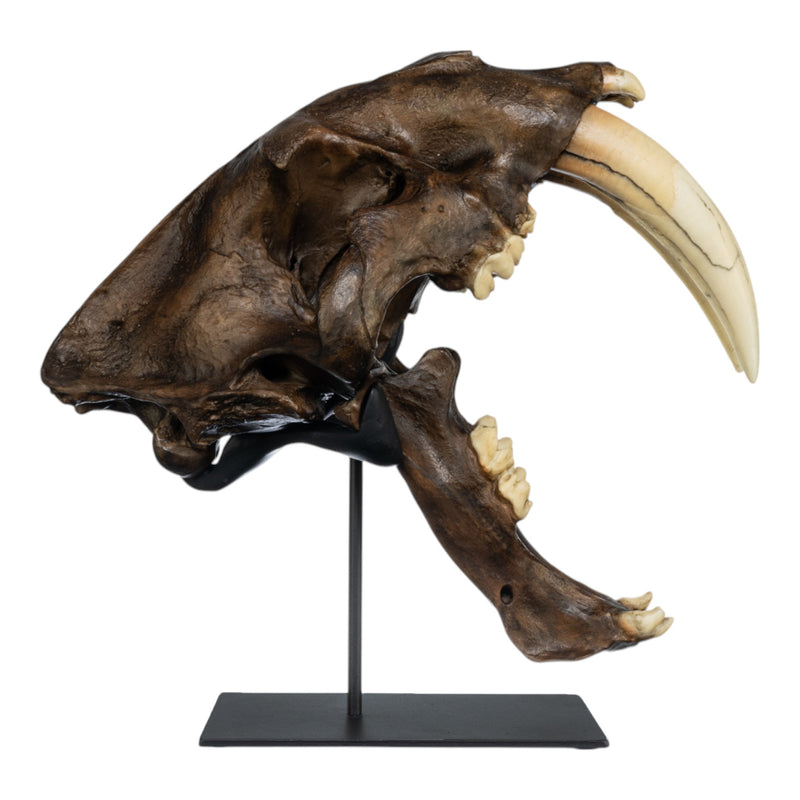 Replica Sabertooth Cat Skull