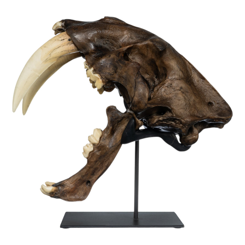 Replica Sabertooth Cat Skull