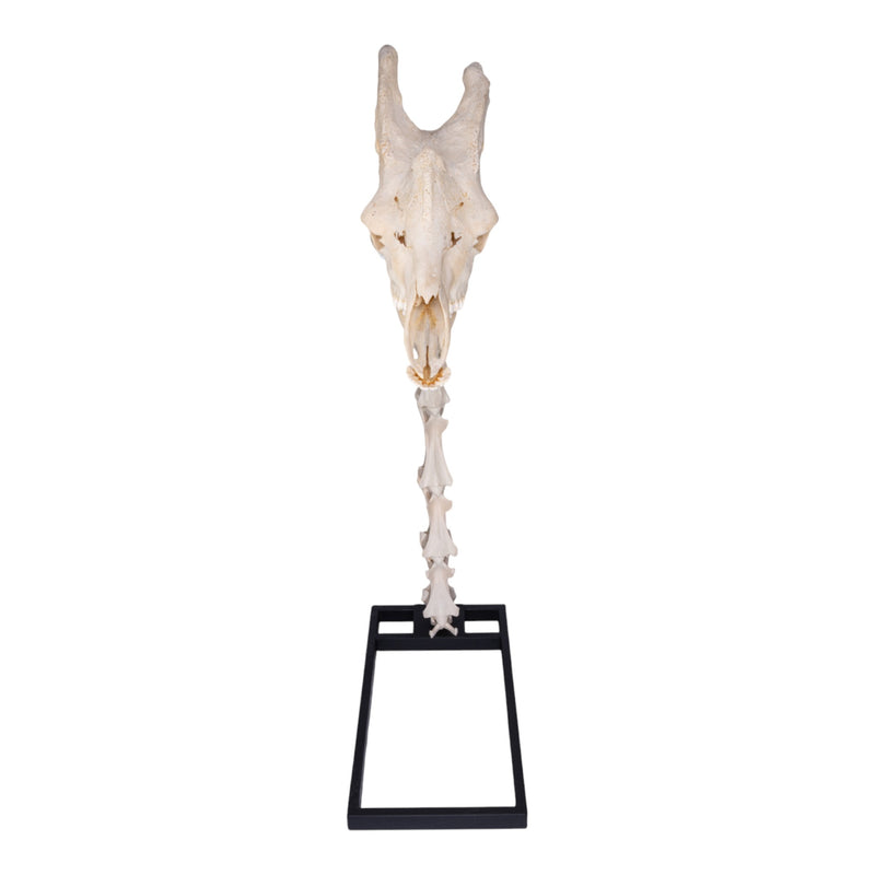 Real Southern Giraffe Skull and Neck Vertebrae on Stand