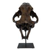 Replica Sabertooth Cat Skull