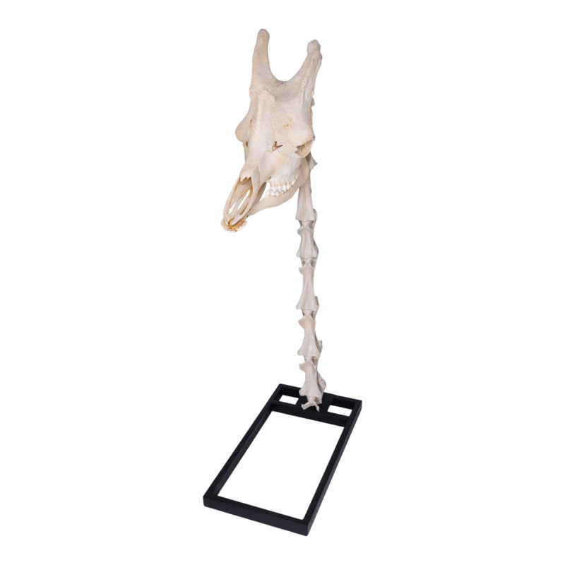 Real Southern Giraffe Skull and Neck Vertebrae on Stand