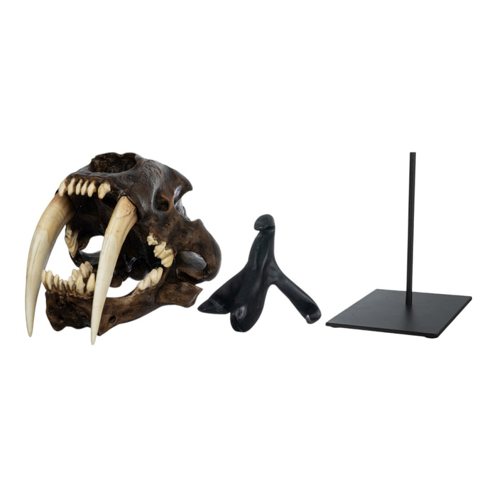 Replica Sabertooth Cat Skull