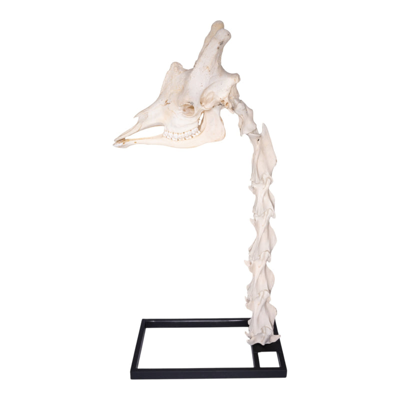 Real Southern Giraffe Skull and Neck Vertebrae on Stand