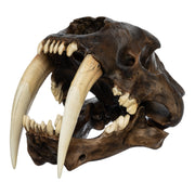 Replica Sabertooth Cat Skull