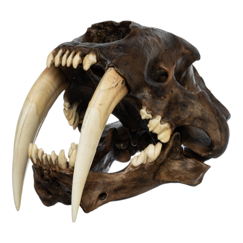 Replica Sabertooth Cat Skull