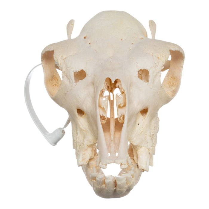 Real Alpaca Skull - Periodontal