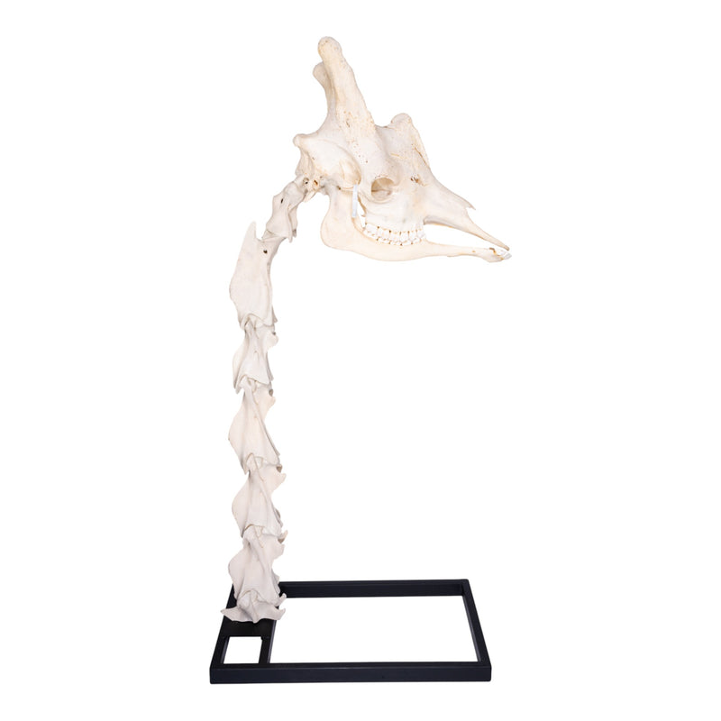 Real Southern Giraffe Skull and Neck Vertebrae on Stand