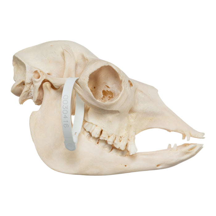 Real Alpaca Skull - Periodontal