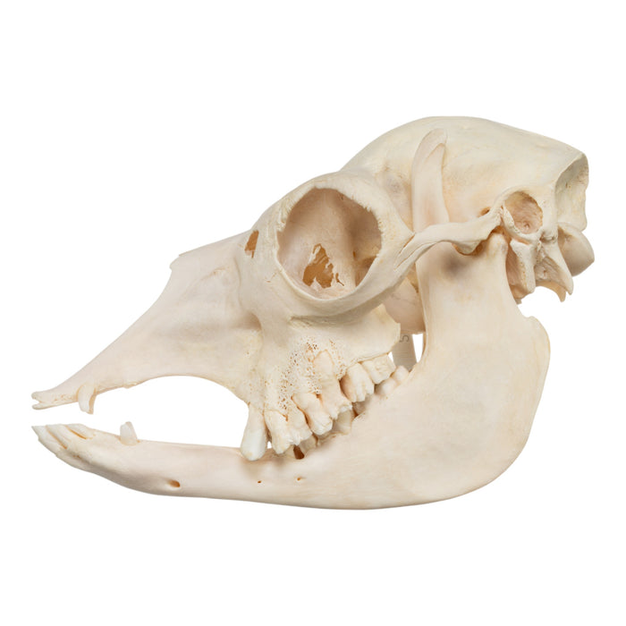 Real Alpaca Skull - Periodontal
