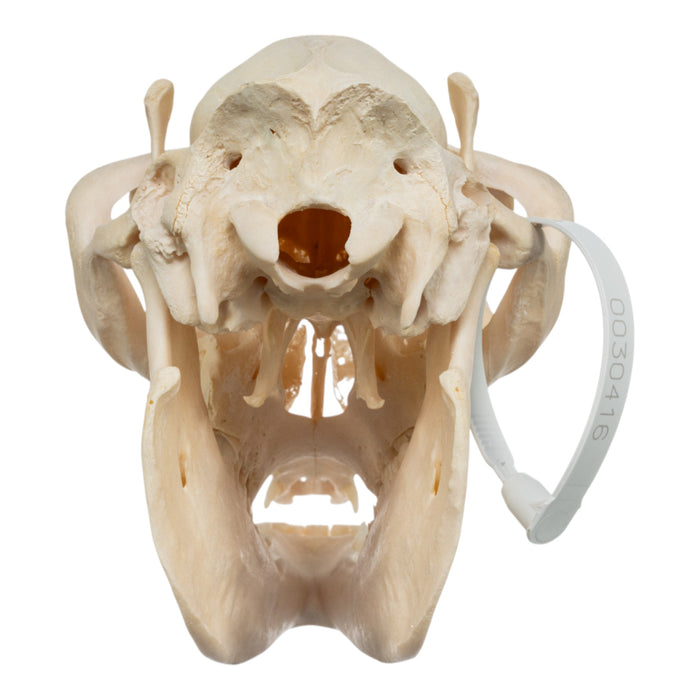 Real Alpaca Skull - Periodontal