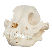 Real Domestic Dog Skull - Pit Bull