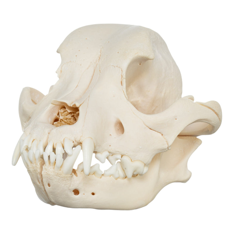 Real Domestic Dog Skull - Pit Bull