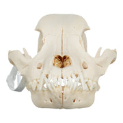 Real Domestic Dog Skull - Pit Bull