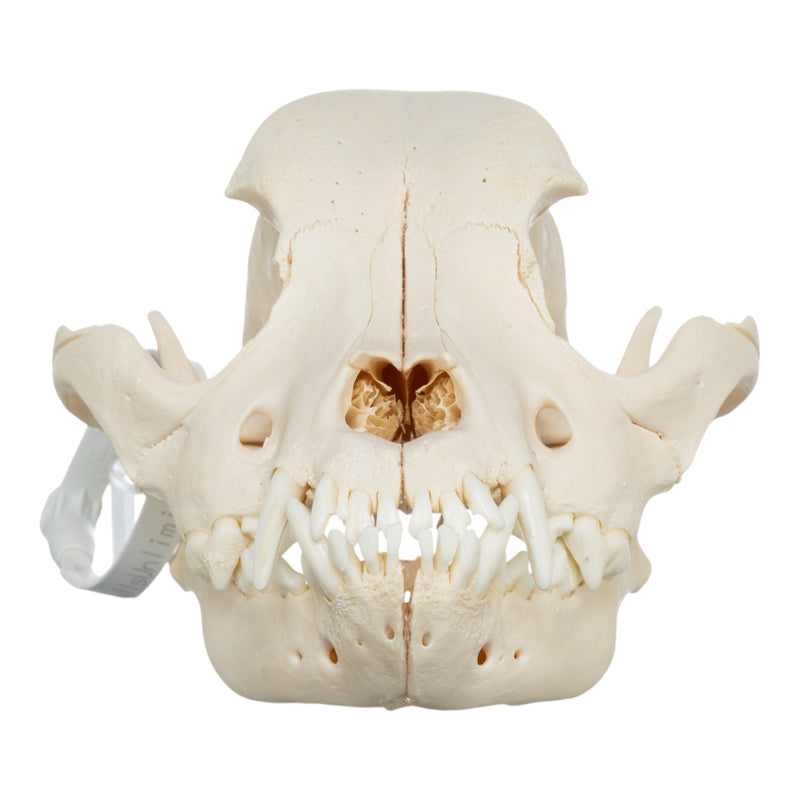 Real Domestic Dog Skull - Pit Bull