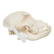 Real Domestic Dog Skull - Pit Bull