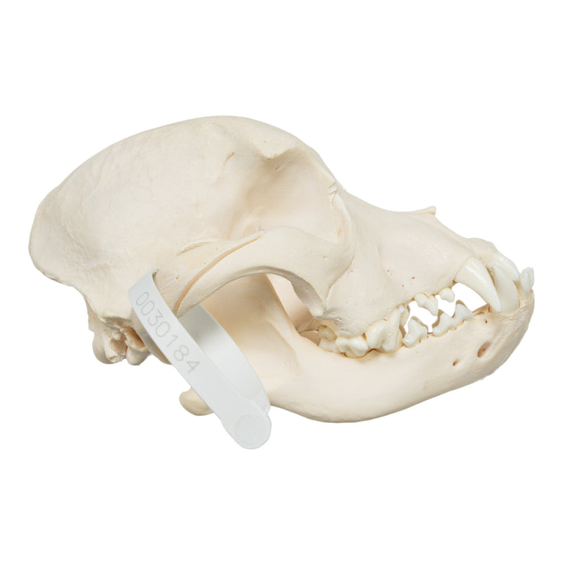 Real Domestic Dog Skull - Pit Bull