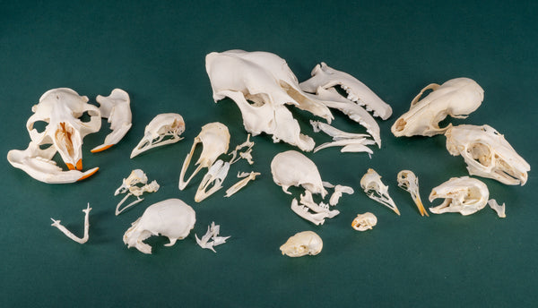 BoneBag, P.H.A.T. Skull Pack