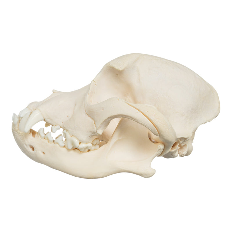 Real Domestic Dog Skull - Pit Bull