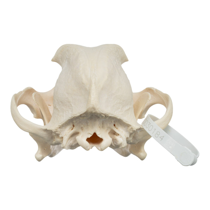 Real Domestic Dog Skull - Pit Bull