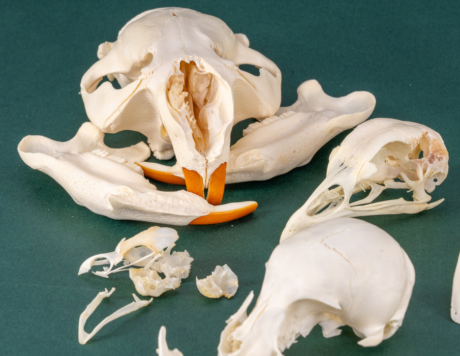 Mystery BoneBag - Skull Pack