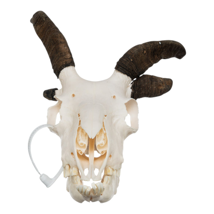 Real Four-horned Jacob Sheep Skull