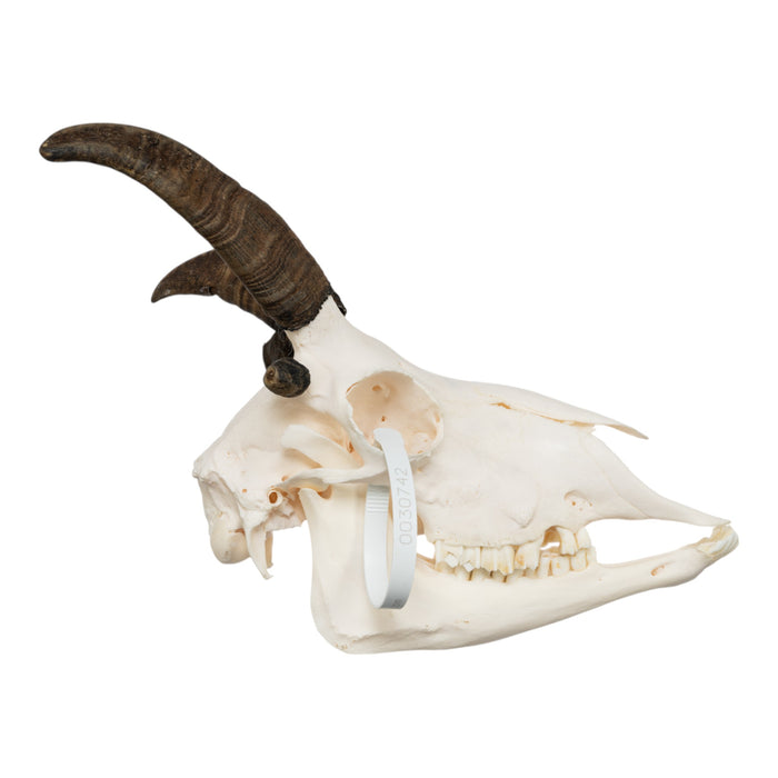 Real Four-horned Jacob Sheep Skull