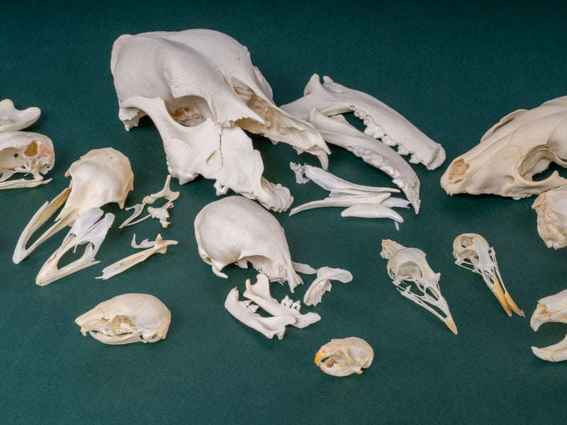 BoneBag, P.H.A.T. Skull Pack