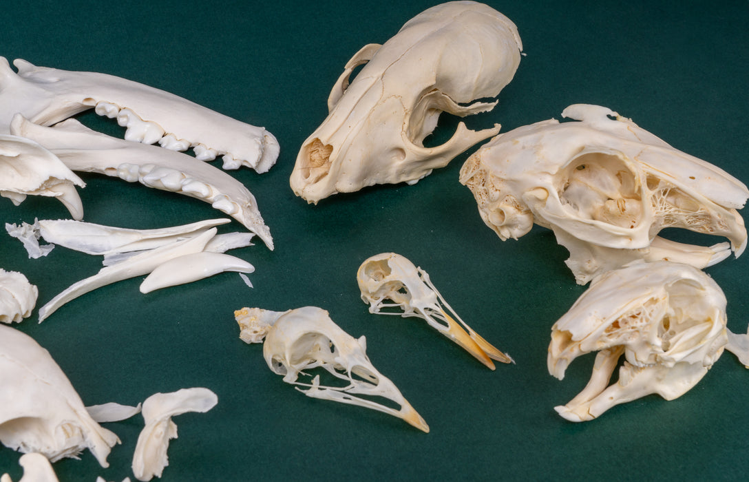 Mystery BoneBag - Skull Pack