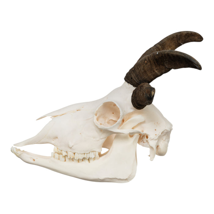Real Four-horned Jacob Sheep Skull
