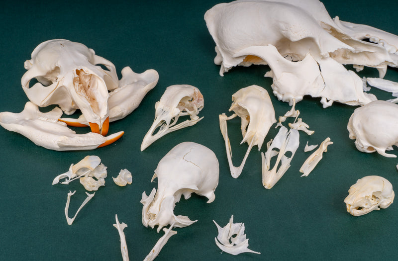 BoneBag, P.H.A.T. Skull Pack