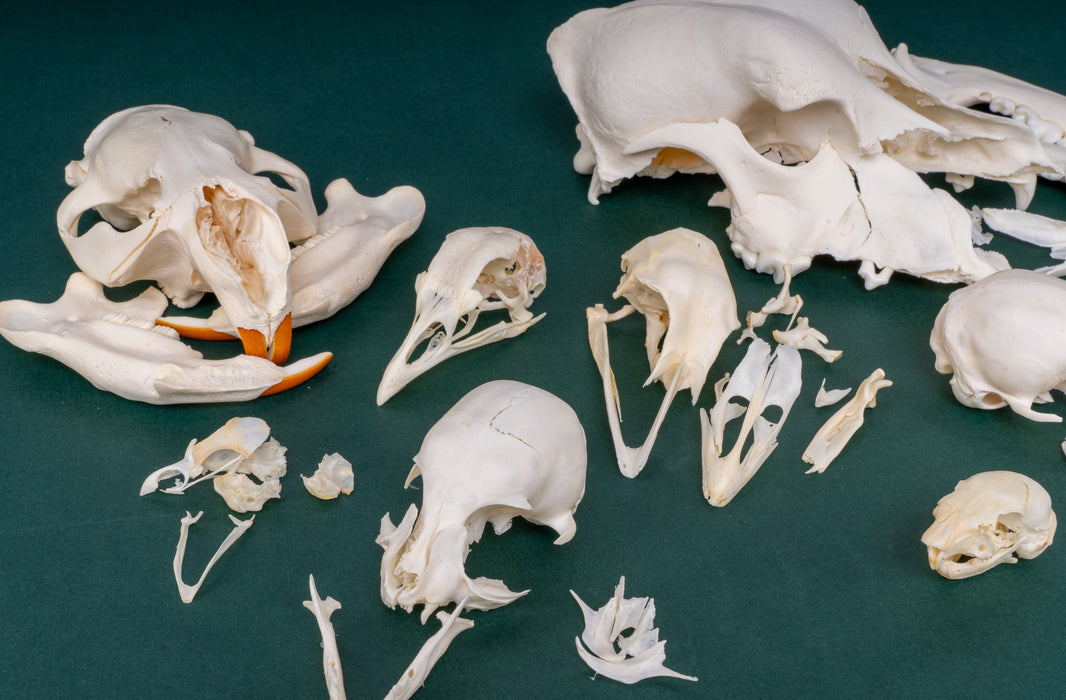 Mystery BoneBag - Skull Pack