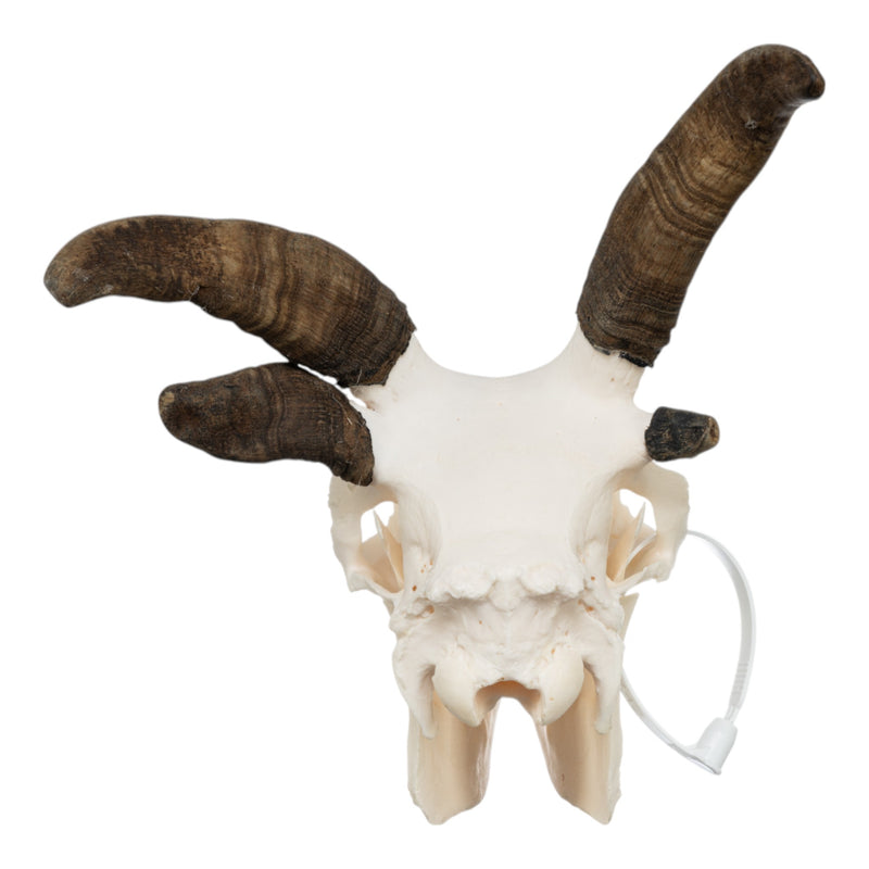 Real Four-horned Jacob Sheep Skull