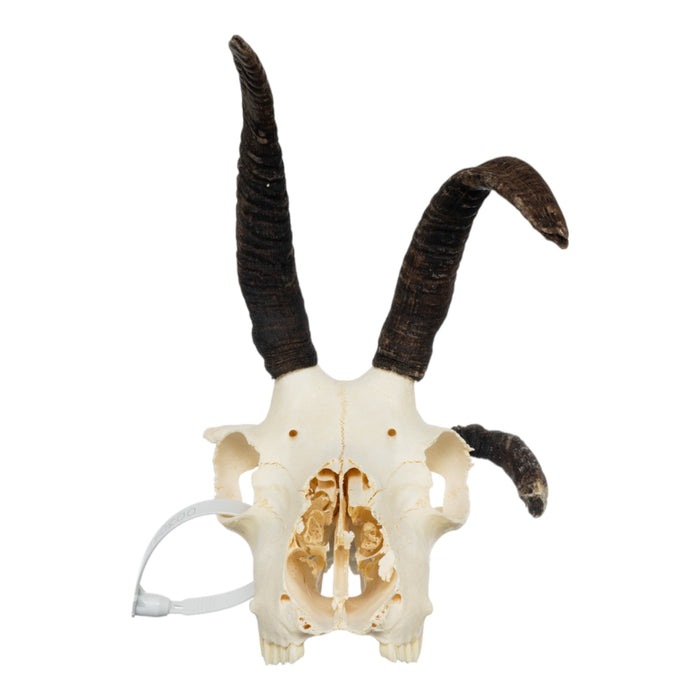 Real Four-horned Jacob Sheep Skull