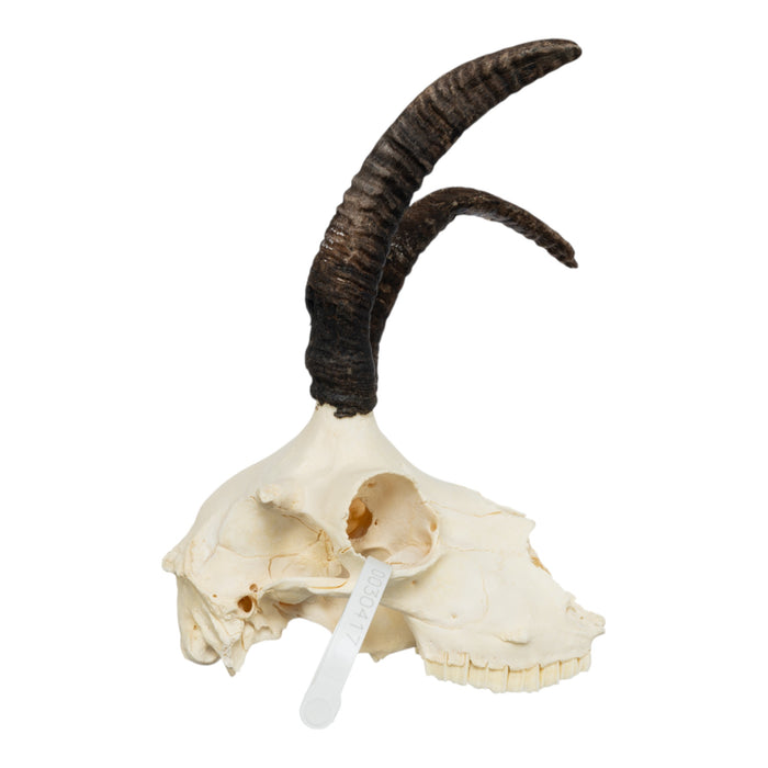 Real Four-horned Jacob Sheep Skull