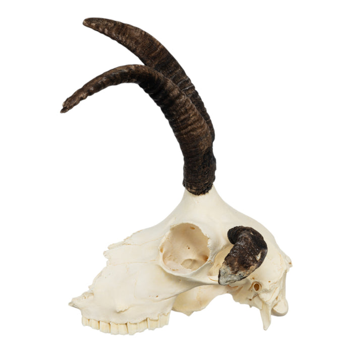 Real Four-horned Jacob Sheep Skull