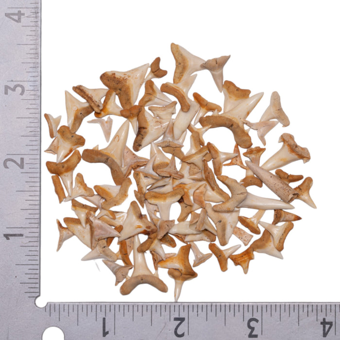 Real Bag-O-Shark Teeth
