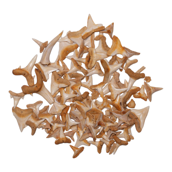 Real Bag-O-Shark Teeth