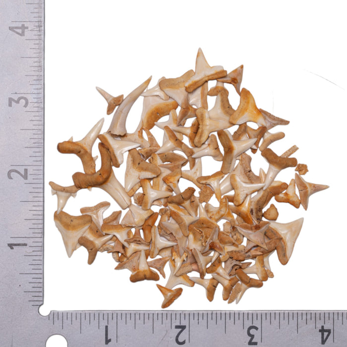 Real Bag-O-Shark Teeth