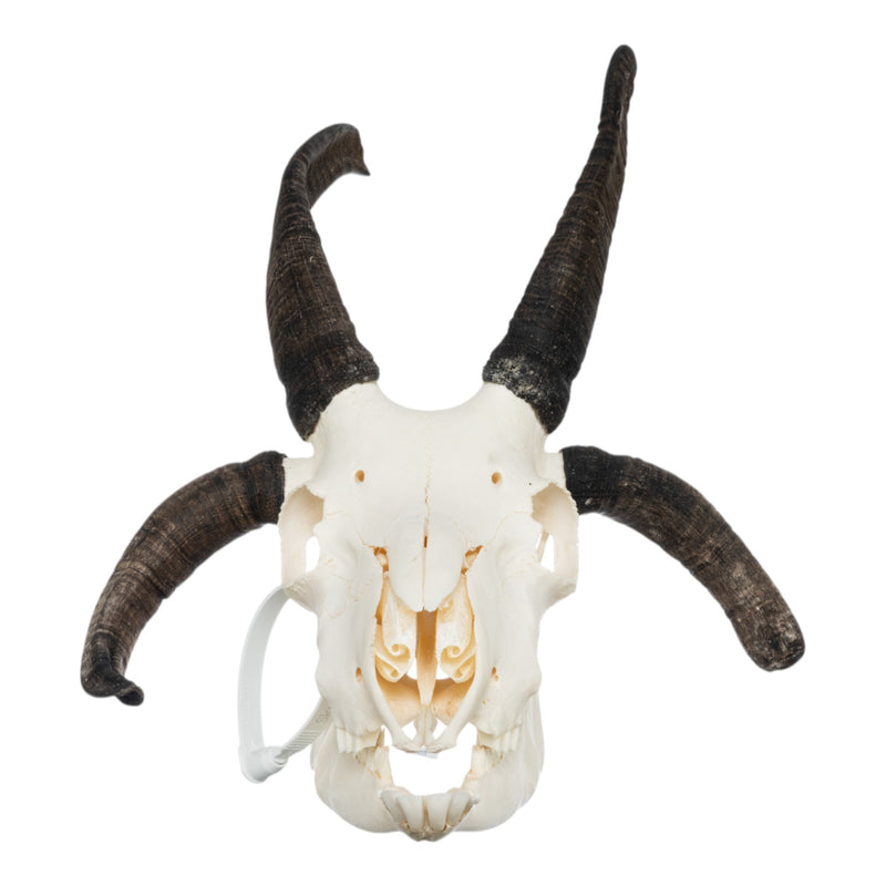 Real Four-horned Jacob Sheep Skull