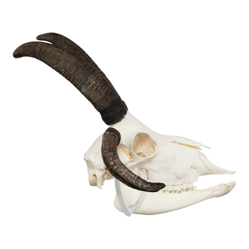 Real Four-horned Jacob Sheep Skull